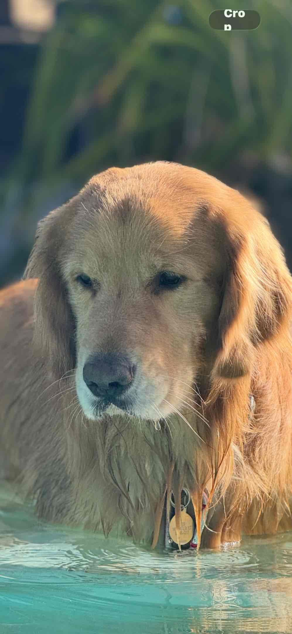 Golden Retriever Puppies breeder image 2