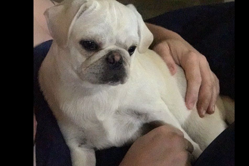 Adorable Pug Puppies breeder image 1