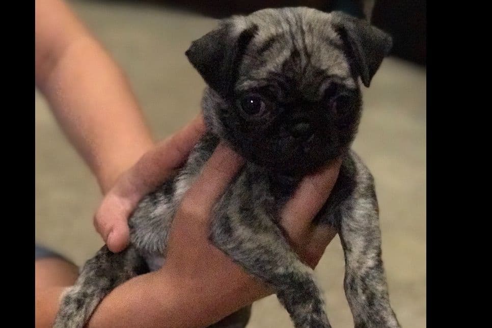 Adorable Pug Puppies breeder image 5