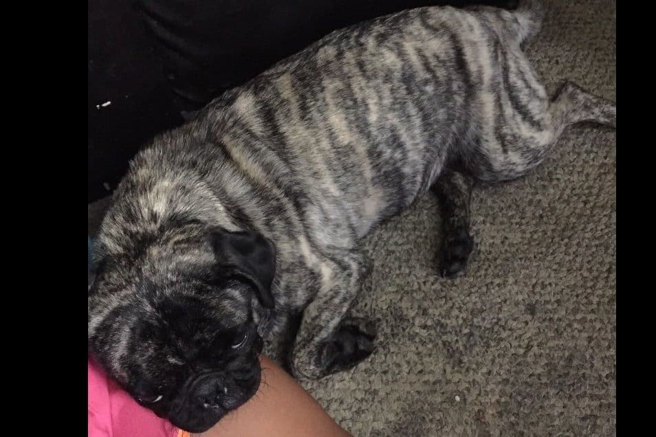 Adorable Pug Puppies breeder image 4