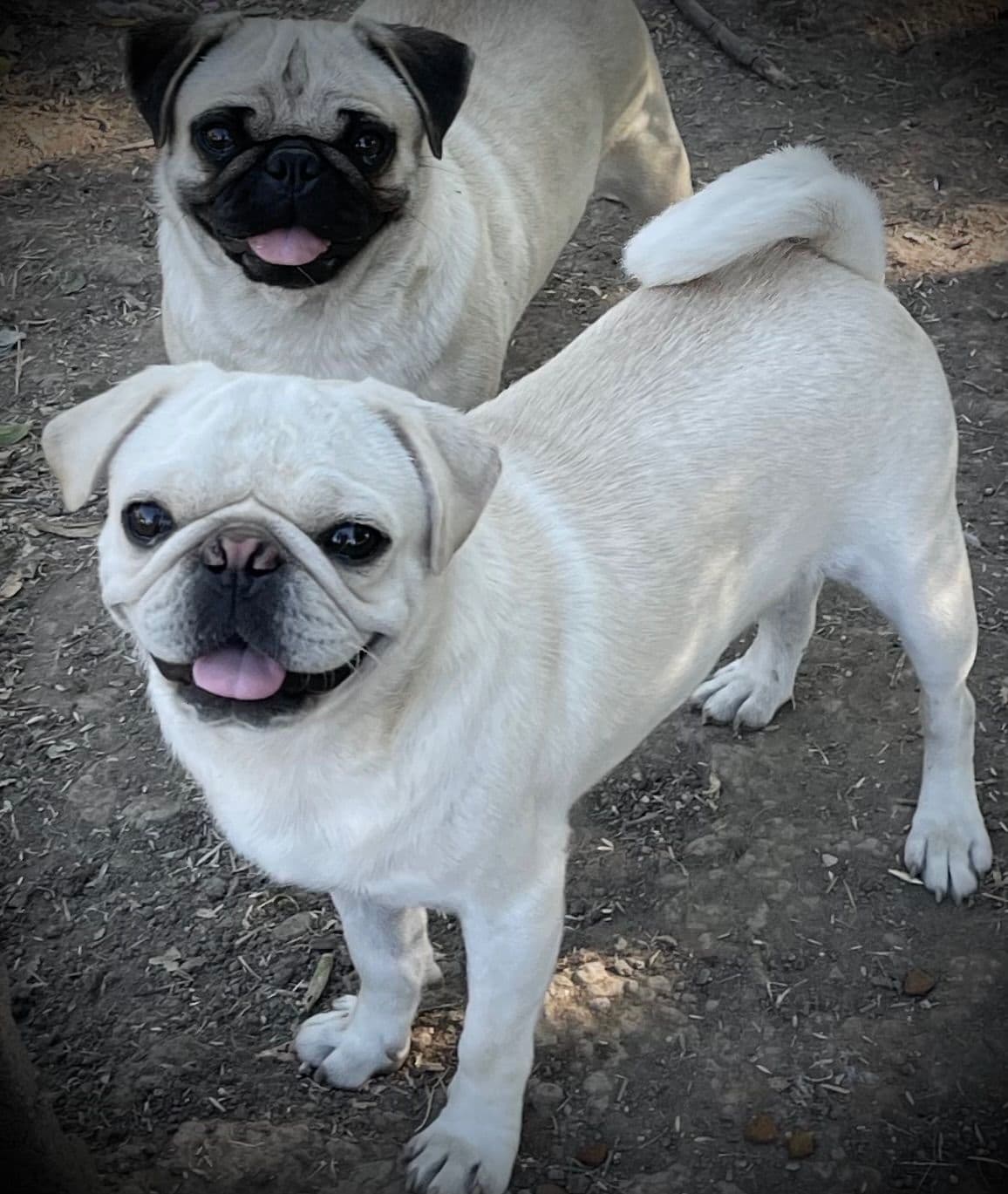 Adorable Pug Puppies breeder image 6