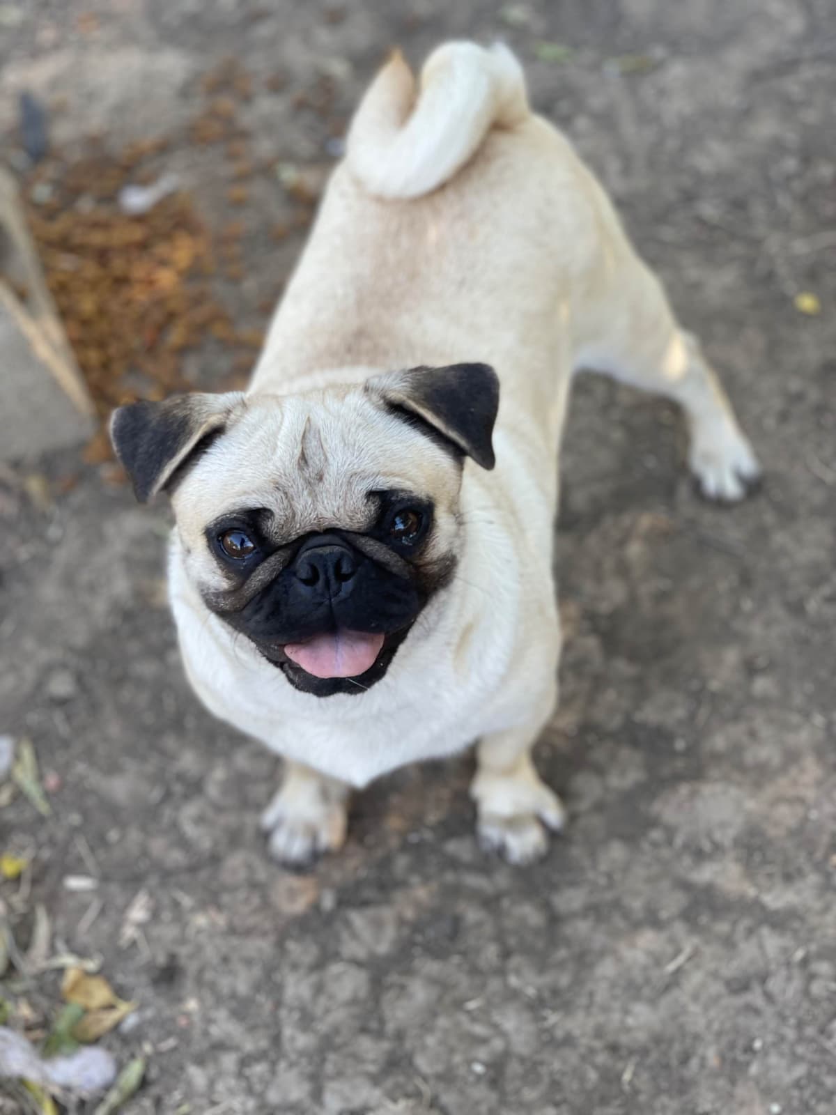 Adorable Pug Puppies breeder image 7