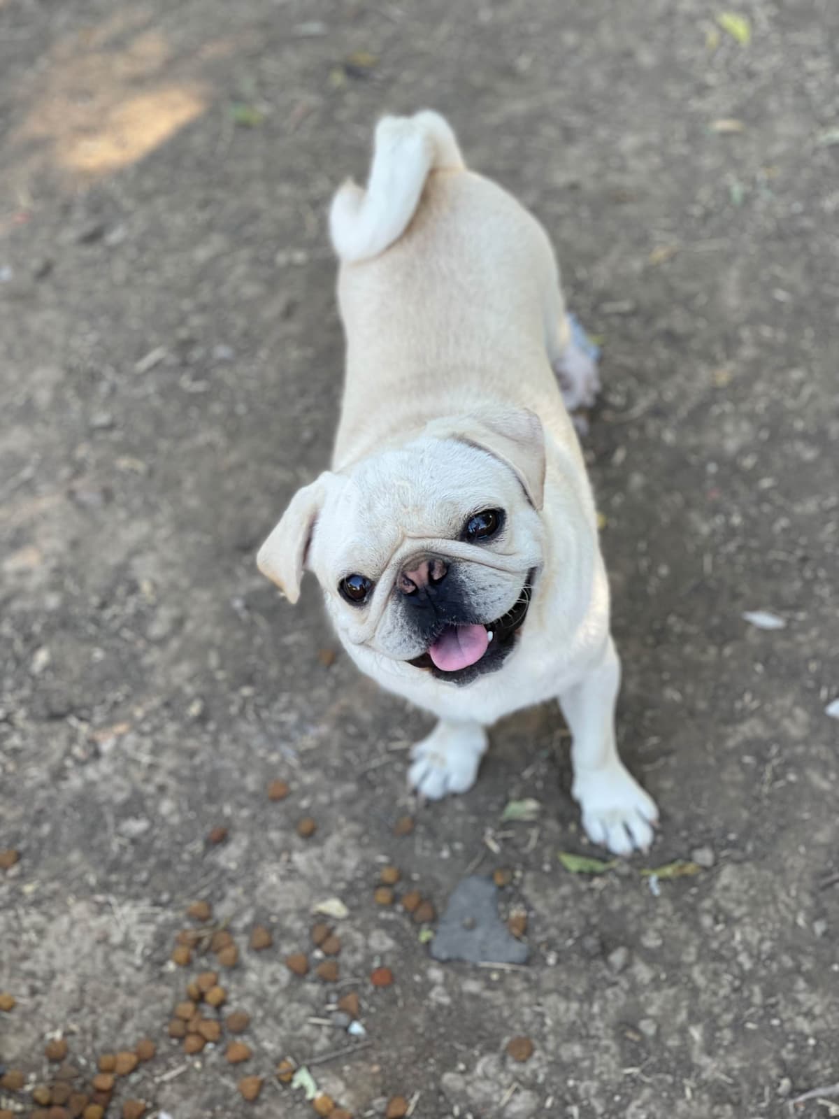Adorable Pug Puppies breeder image 8
