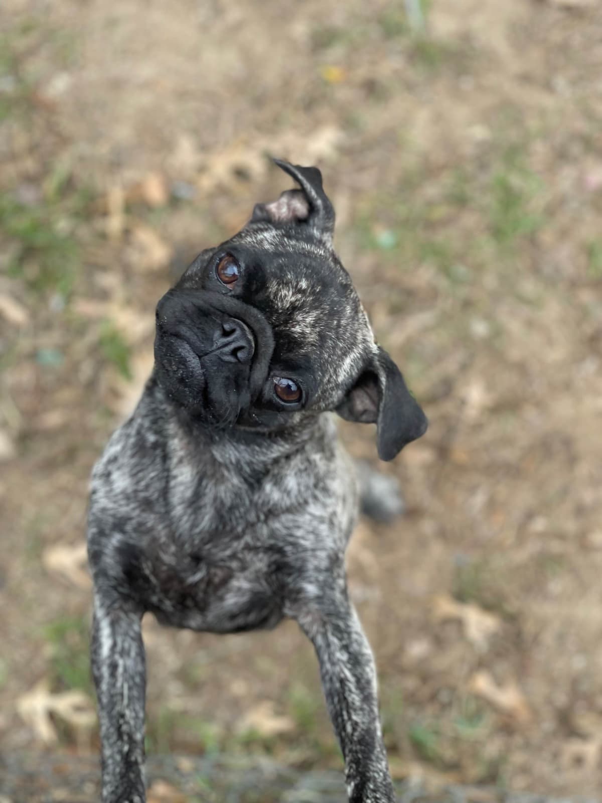 Adorable Pug Puppies breeder image 9