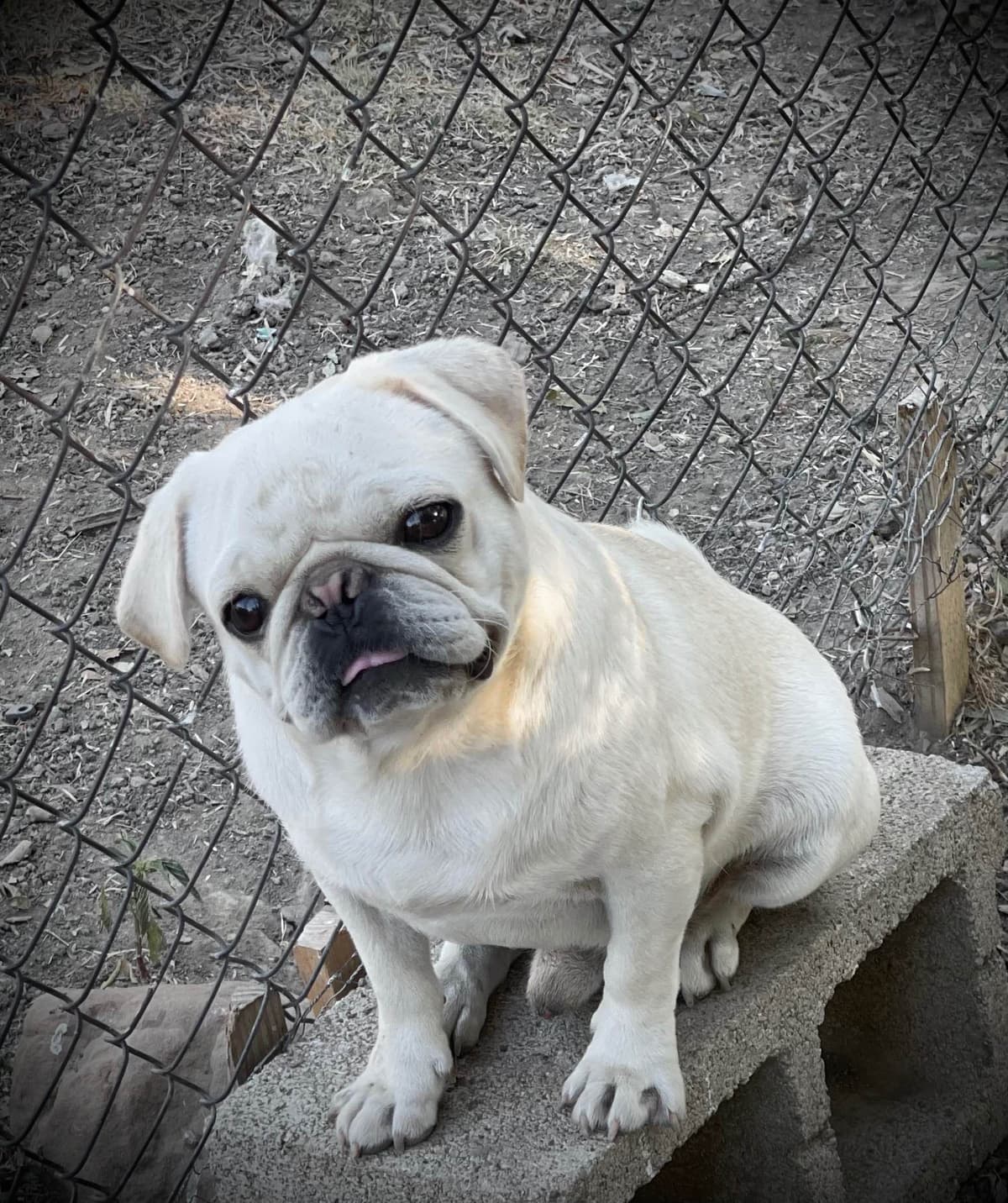 Adorable Pug Puppies breeder image 10