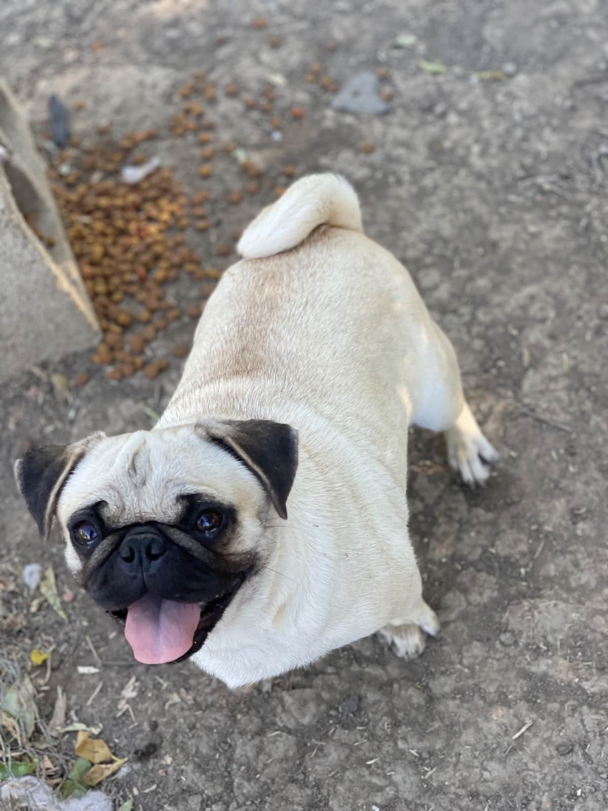 Adorable Pug Puppies breeder image 11