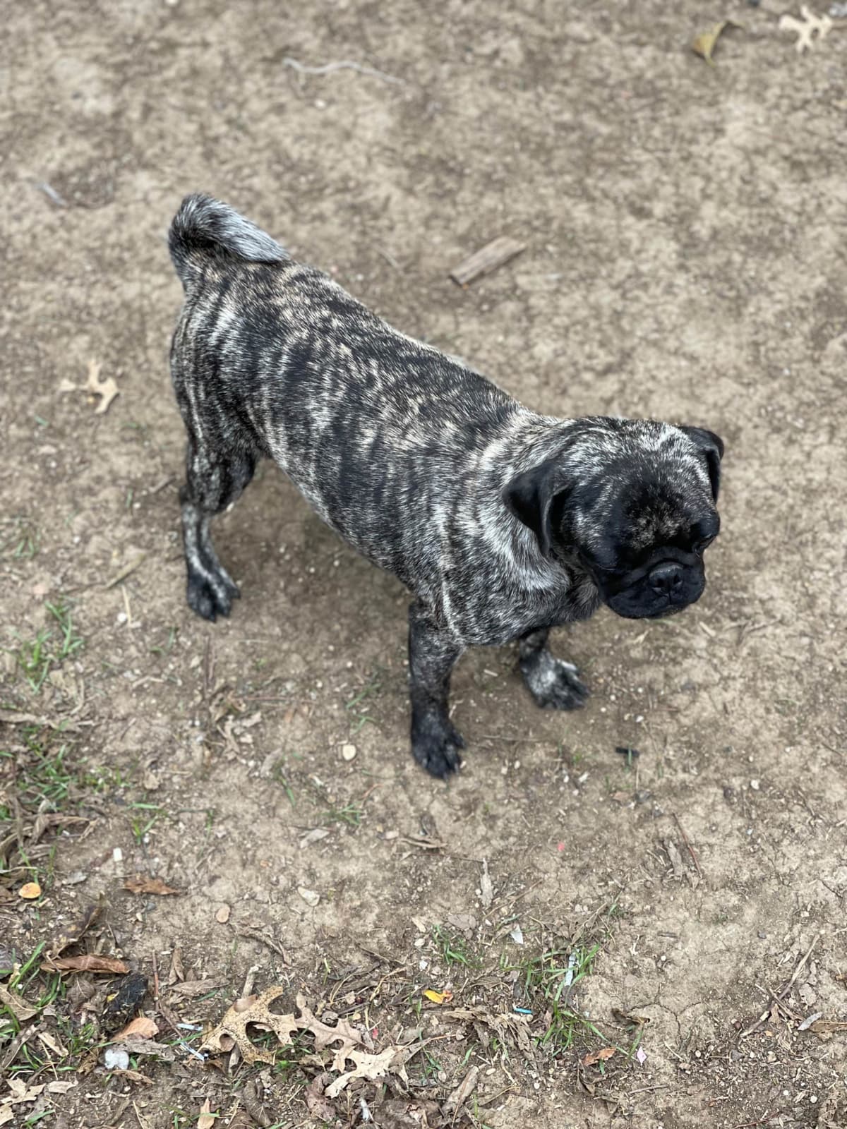Adorable Pug Puppies breeder image 14
