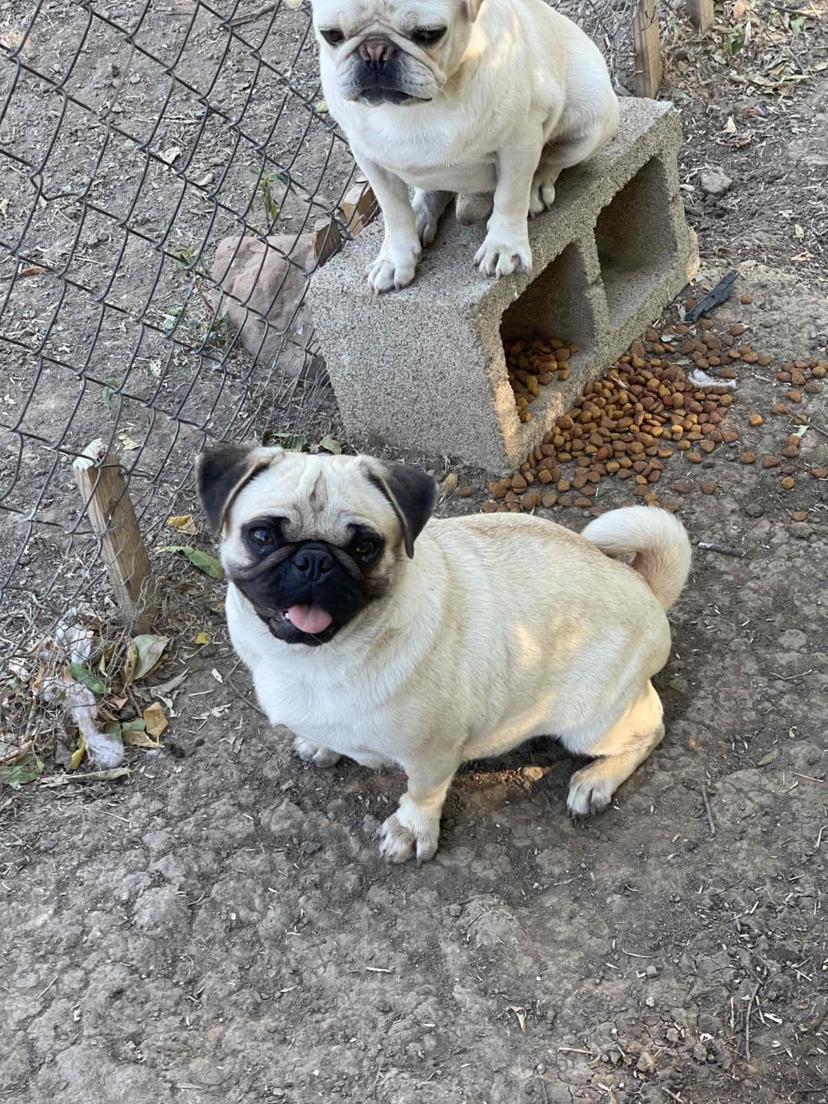Adorable Pug Puppies breeder image 15