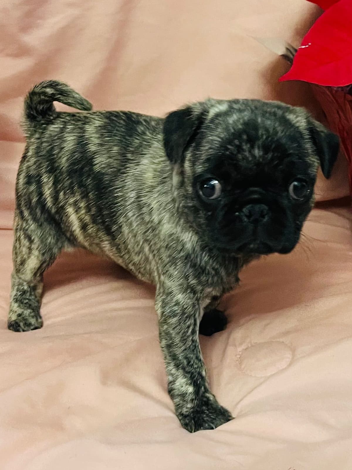 Adorable Pug Puppies breeder image 17
