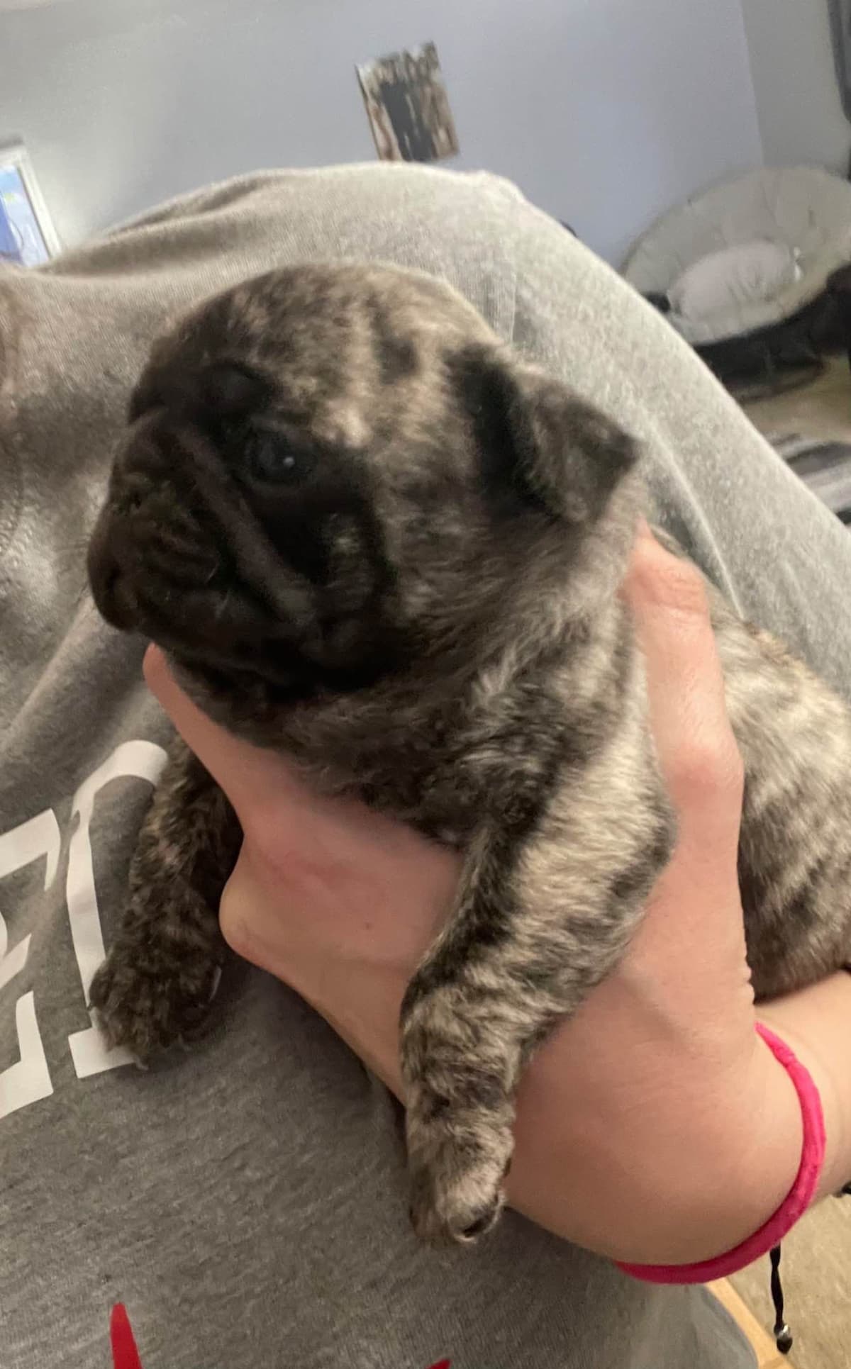 Adorable Pug Puppies breeder image 18