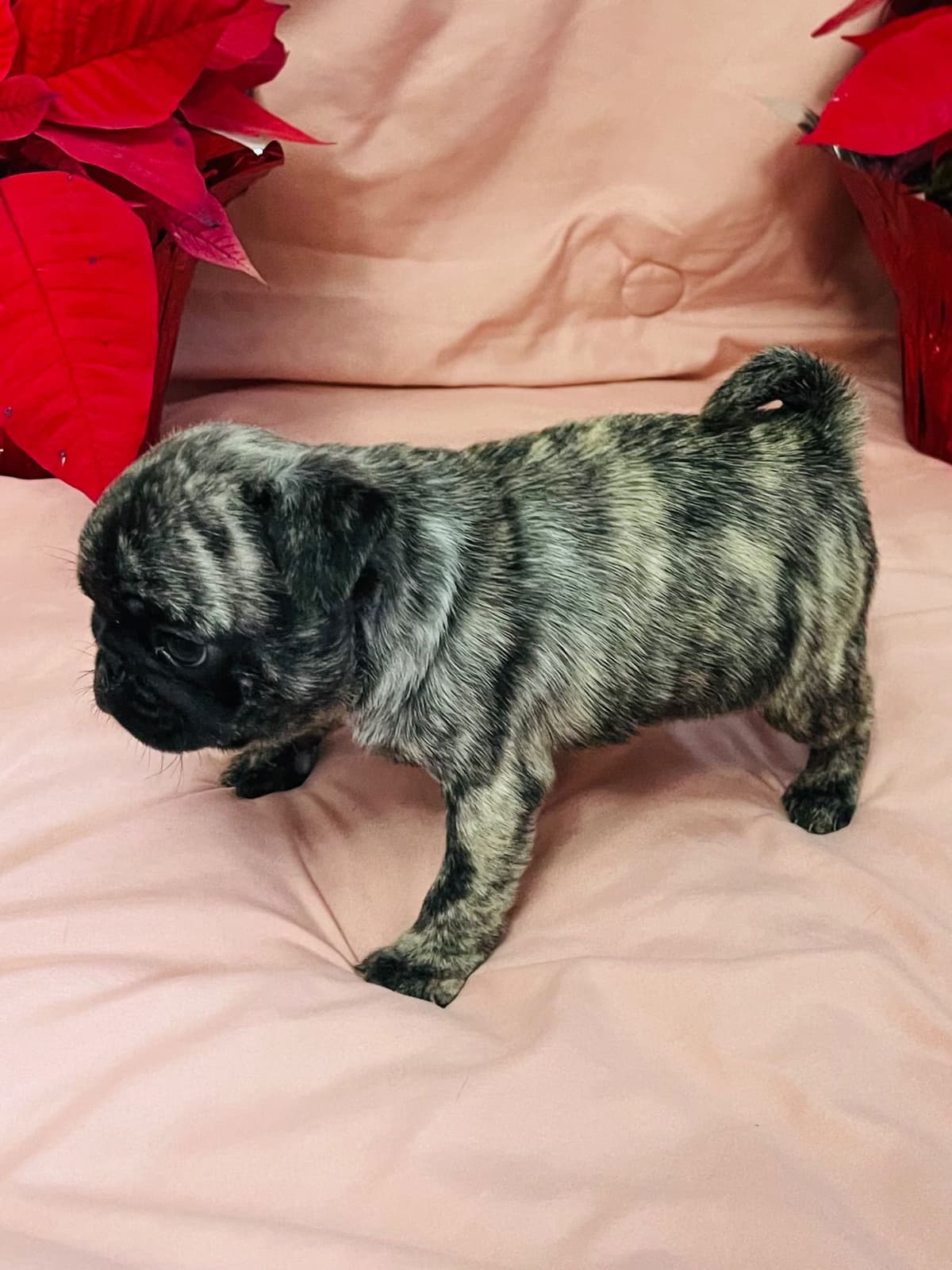 Adorable Pug Puppies breeder image 19