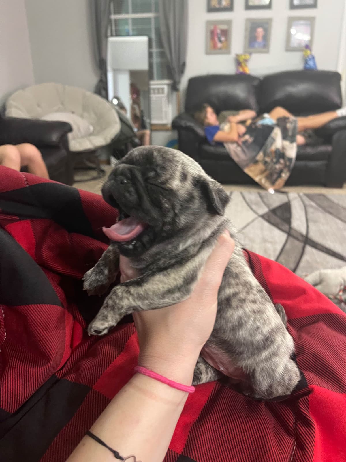Adorable Pug Puppies breeder image 20