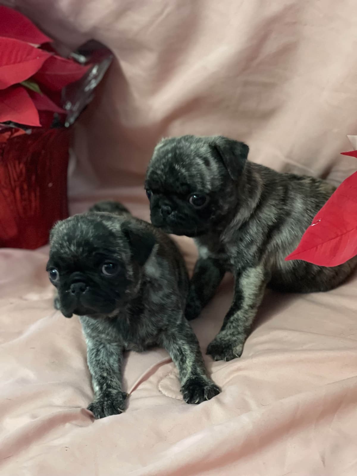 Adorable Pug Puppies breeder image 21