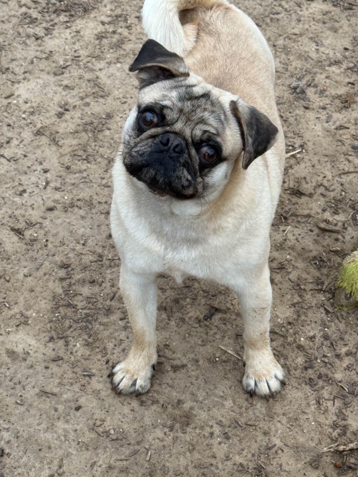 Adorable Pug Puppies breeder image 22
