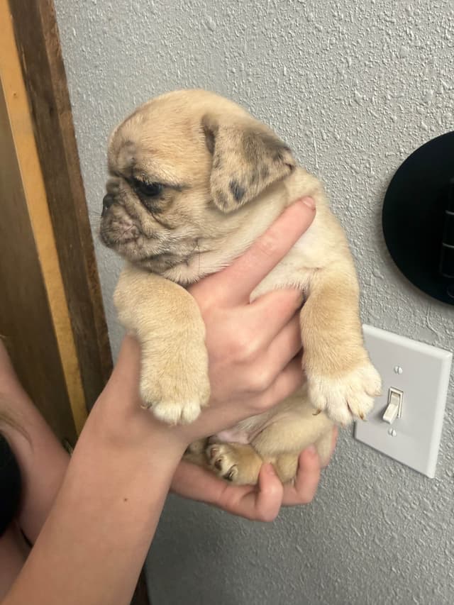 Adorable Pug Puppies media 2