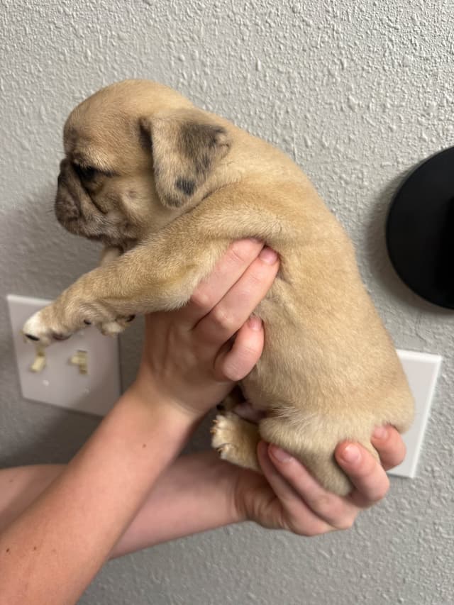 Adorable Pug Puppies media 3
