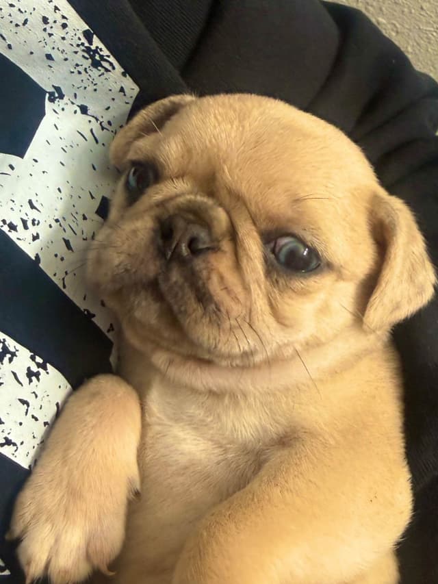 Adorable Pug Puppies media 4