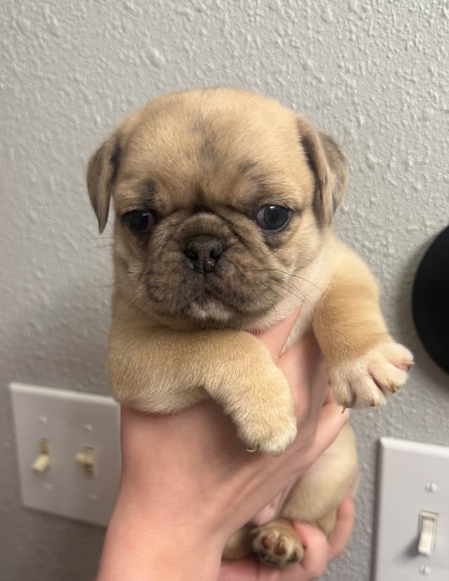 Adorable Pug Puppies media 5