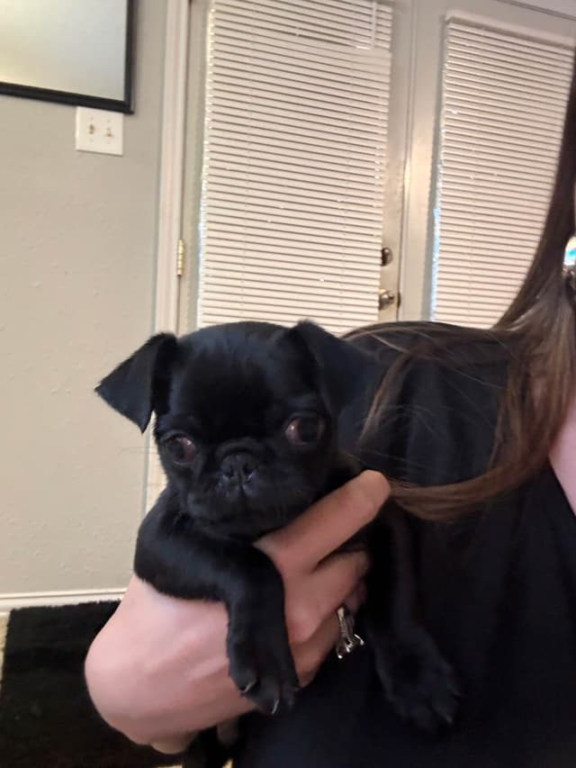 Adorable Pug Puppies media 6