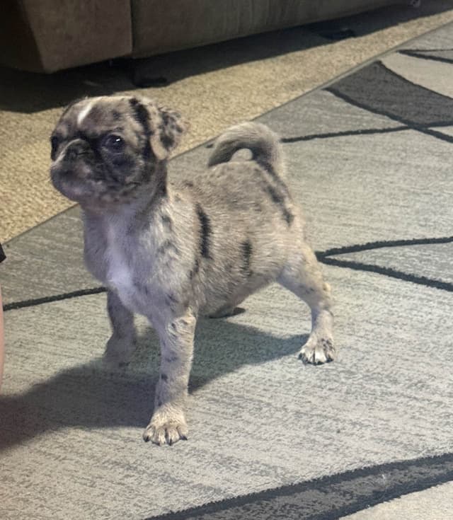 Adorable Pug Puppies media 7