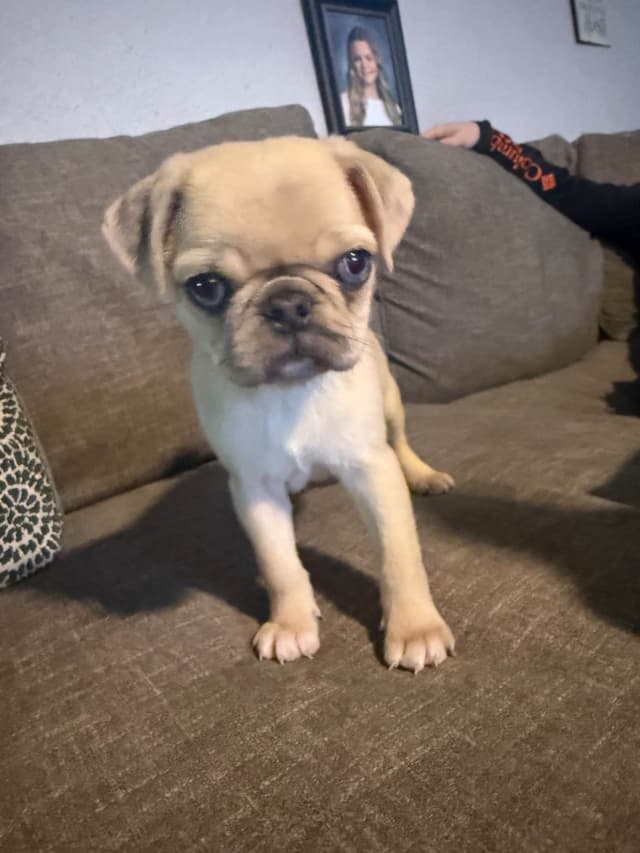 Adorable Pug Puppies media 9