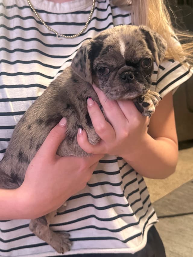Adorable Pug Puppies media 10