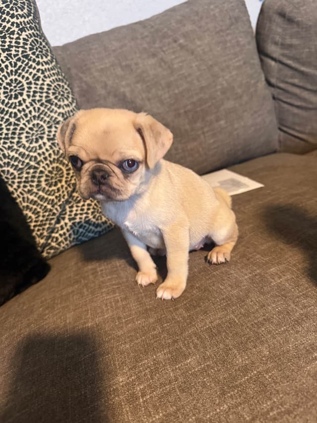 Adorable Pug Puppies media 11