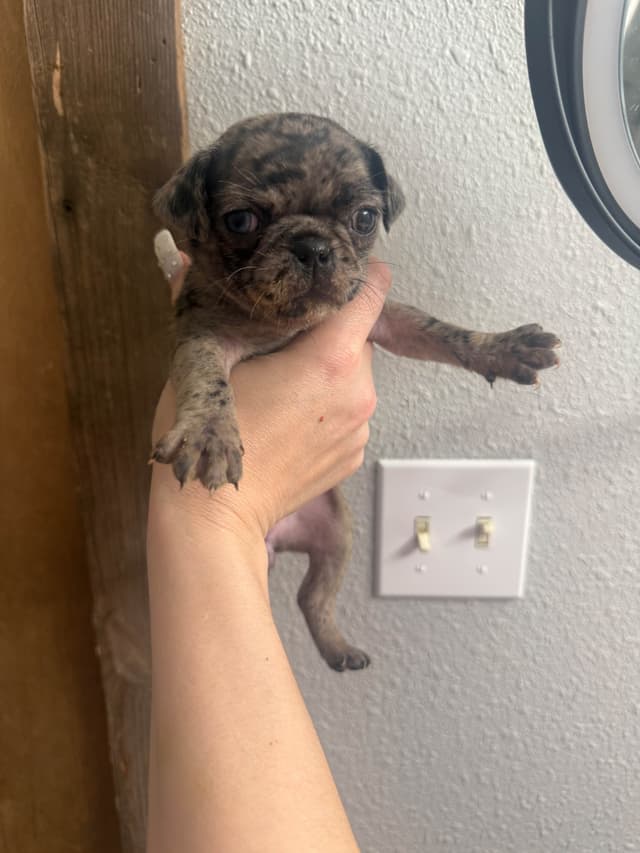 Pug Puppies media 3