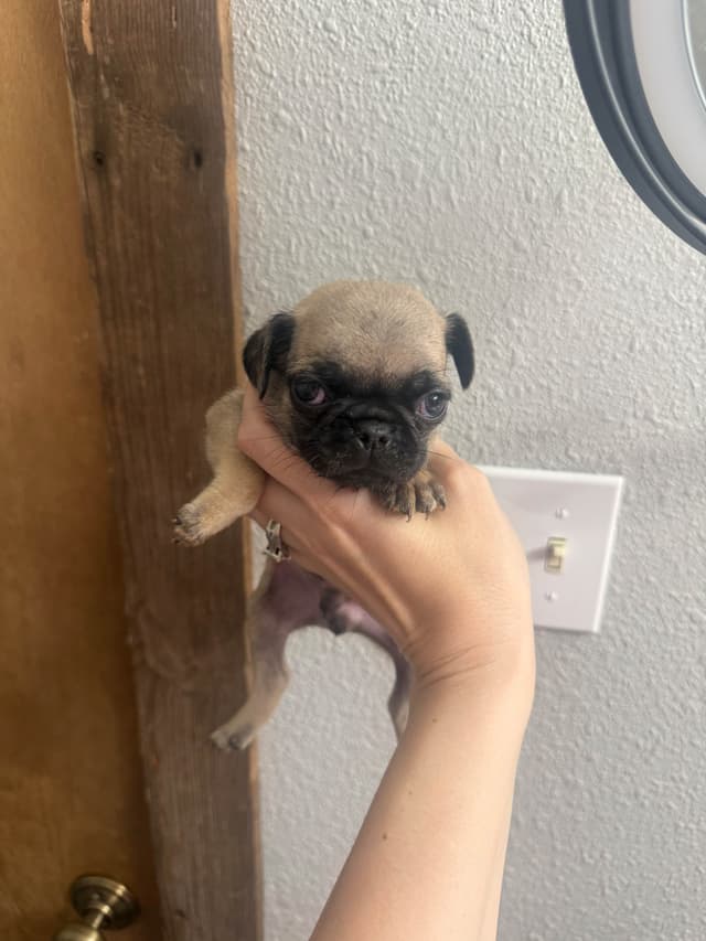Pug Puppies media 4