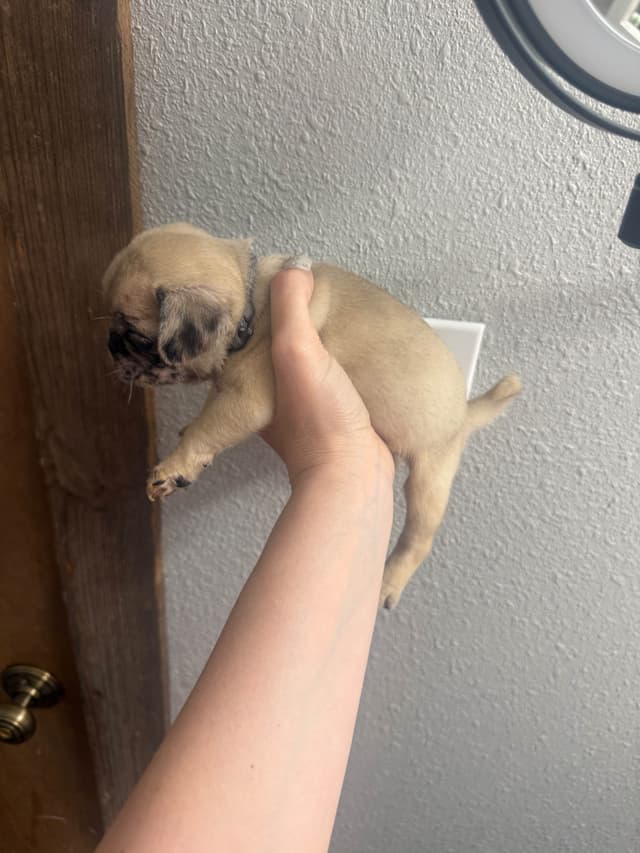 Pug Puppies media 6