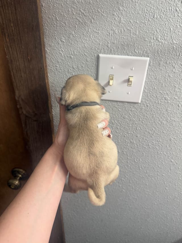 Pug Puppies media 7