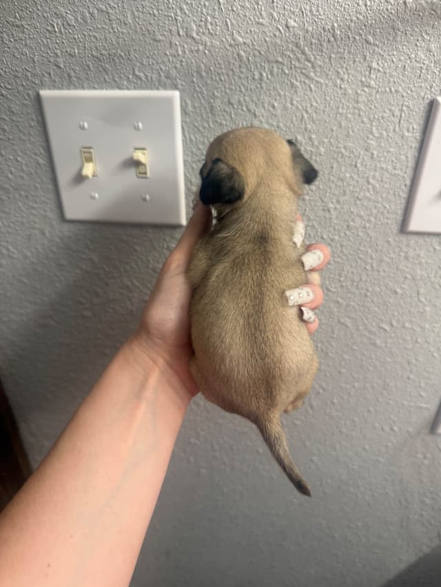 Pug Puppies media 8