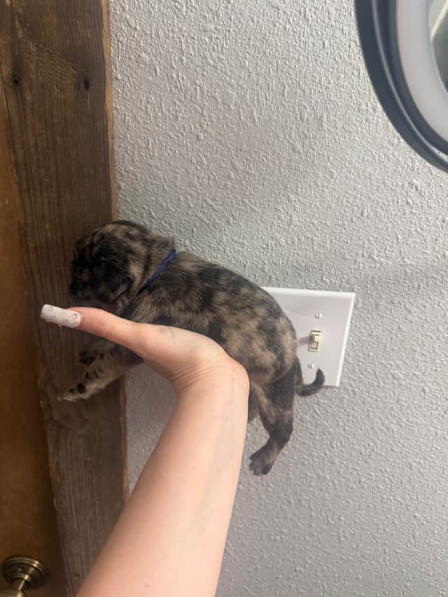 Pug Puppies media 12