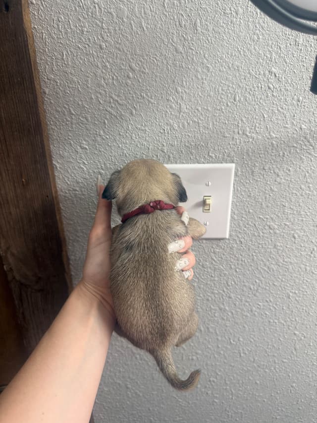 Pug Puppies media 13