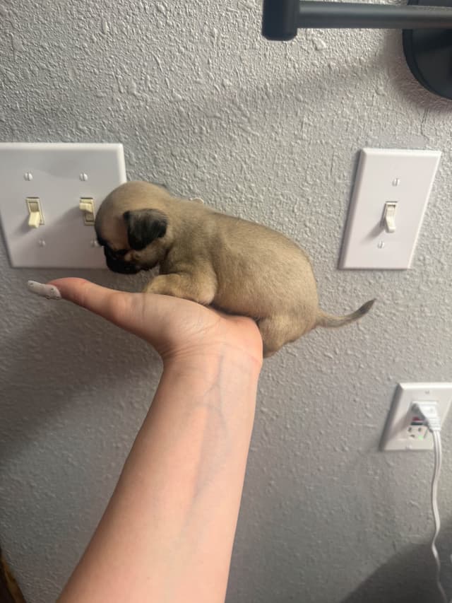 Pug Puppies media 11