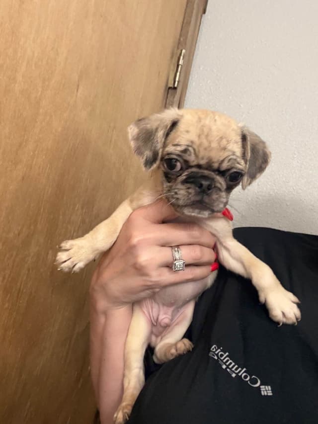 Pug Puppies media 15