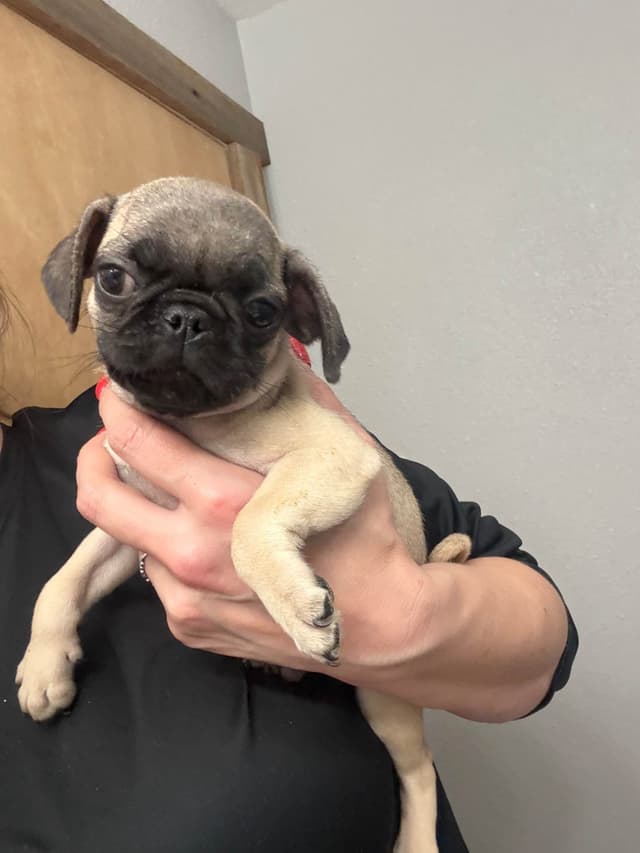 Pug Puppies media 16