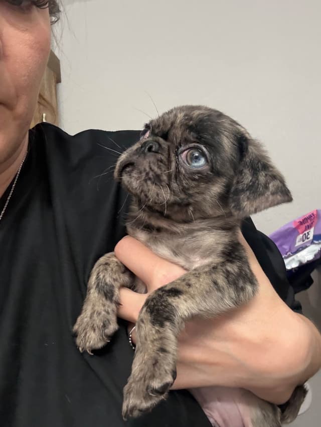 Pug Puppies media 17