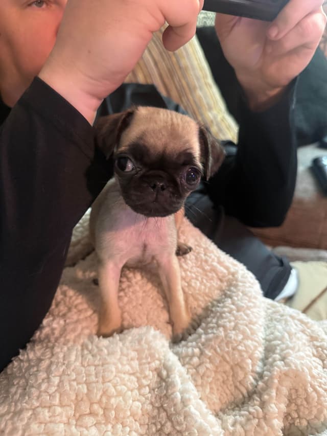 Pug Puppies media 19