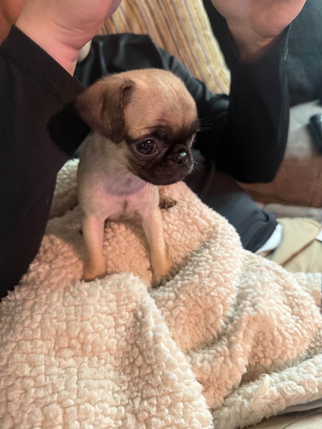 Pug Puppies media 20