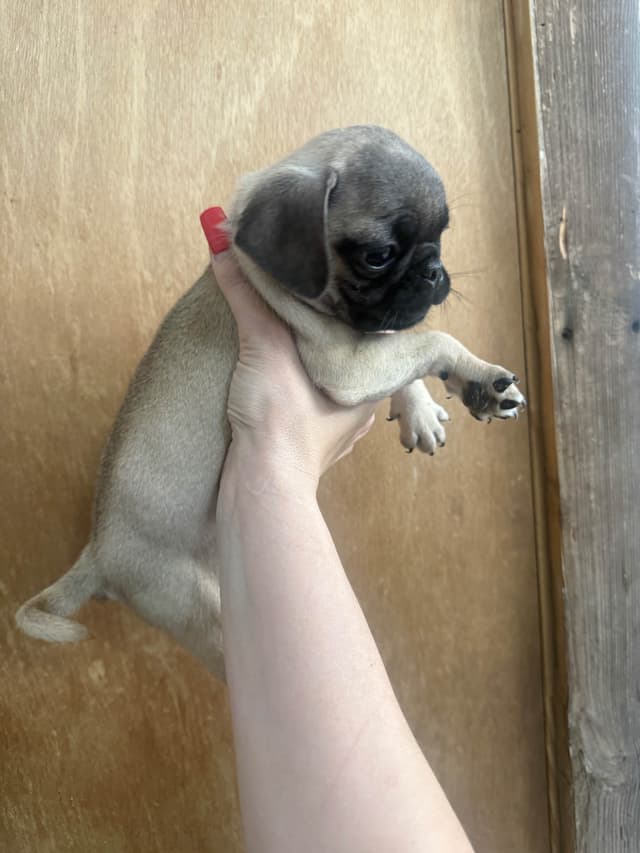Pug Puppies media 22