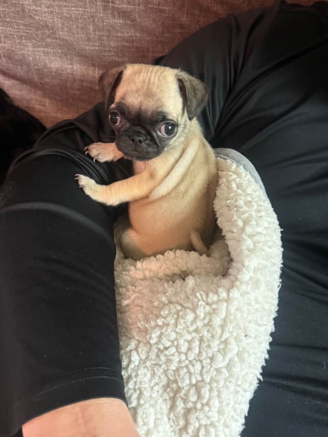 Pug Puppies media 24