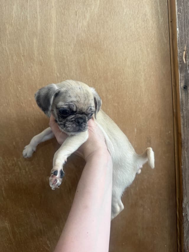 Pug Puppies media 23