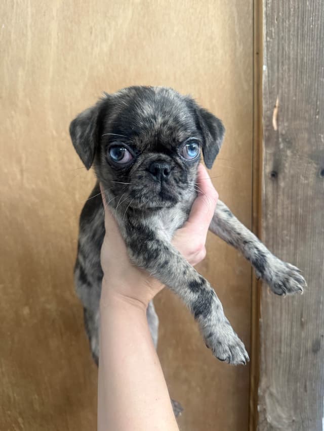 Pug Puppies media 25