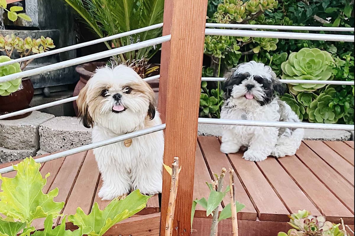 AKC Shih Tzu Puppies | Champion Bloodlines | Ready July 29 breeder image 7