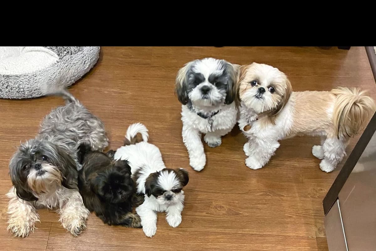 AKC Shih Tzu Puppies | Champion Bloodlines | Ready July 29 breeder image 5