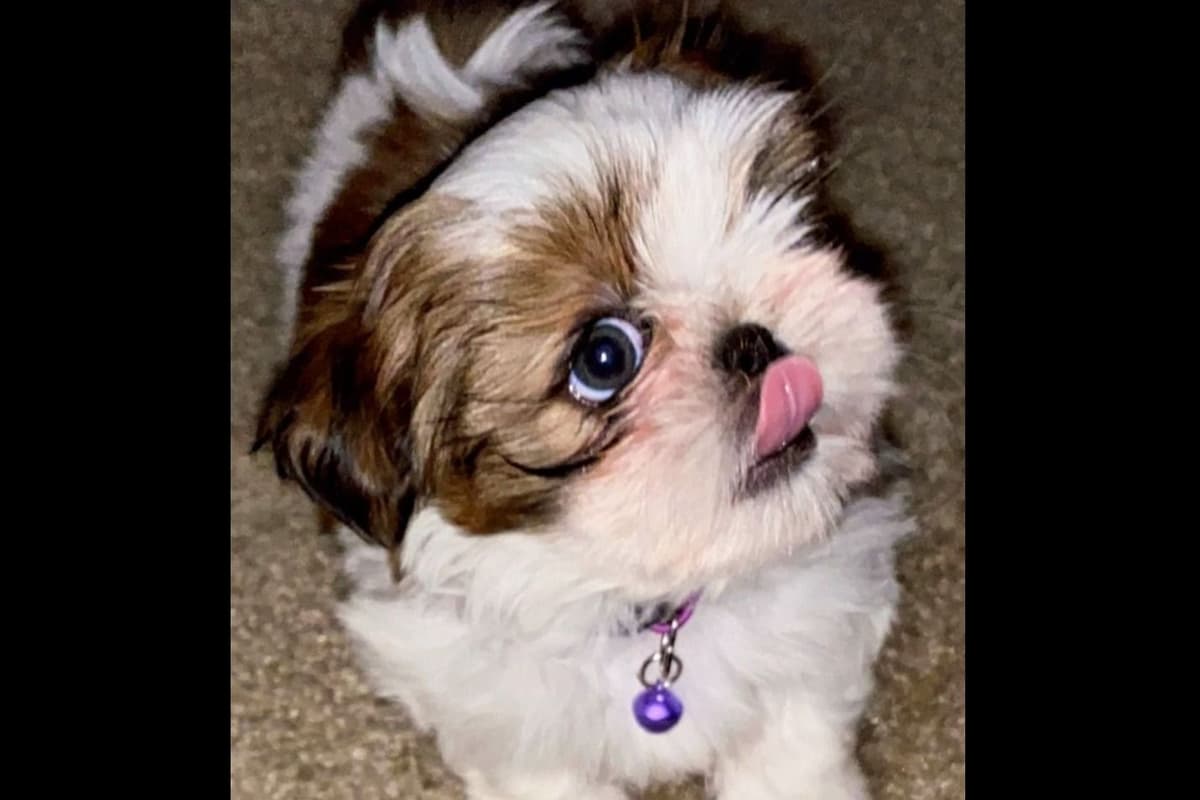 AKC Shih Tzu Puppies | Champion Bloodlines | Ready July 29 breeder image 6