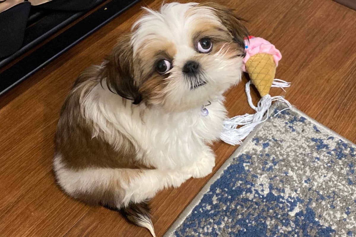 AKC Shih Tzu Puppies | Champion Bloodlines | Ready July 29 breeder image 9