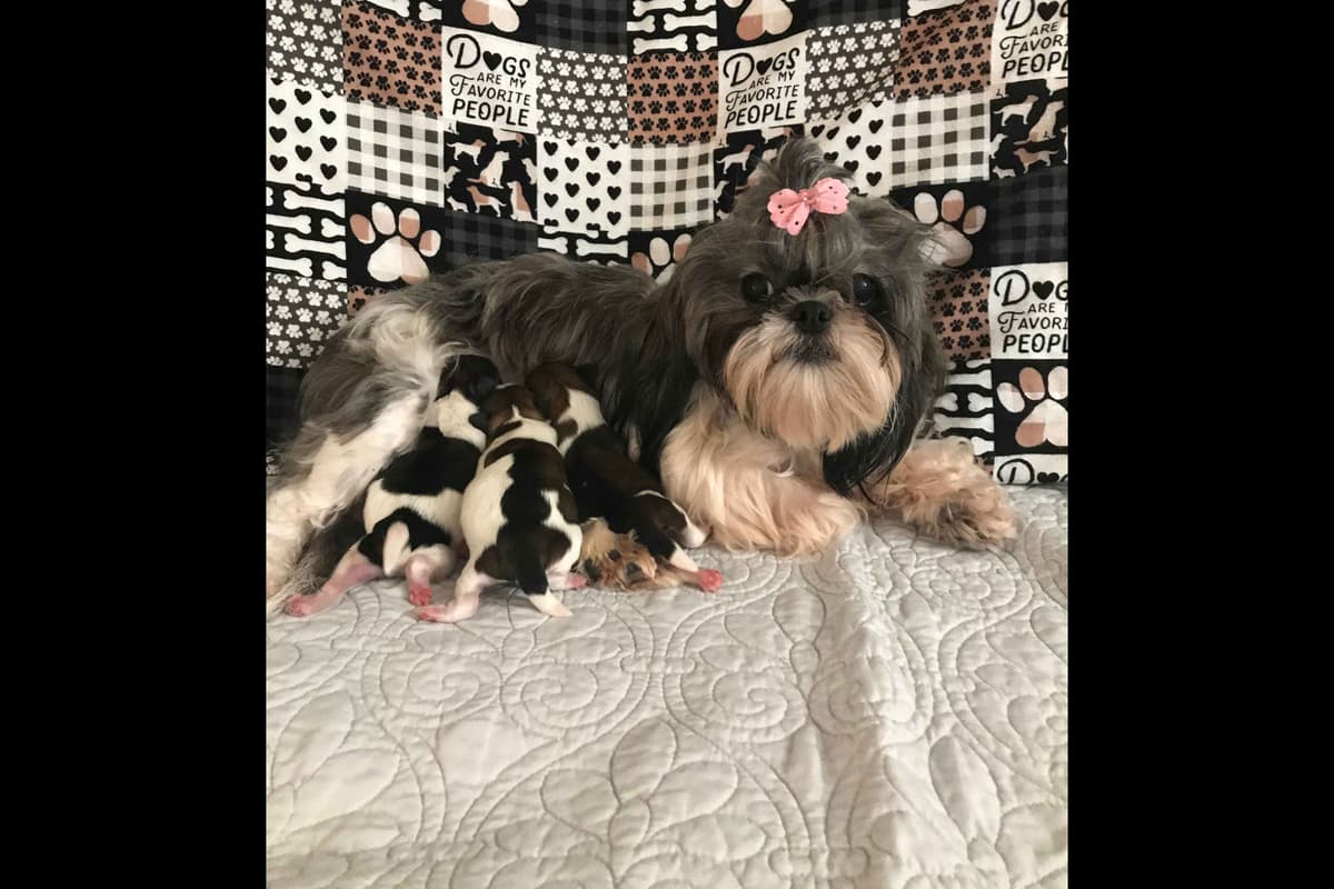 AKC Shih Tzu Puppies | Champion Bloodlines | Ready July 29 breeder image 11