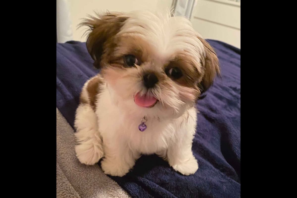 AKC Shih Tzu Puppies | Champion Bloodlines | Ready July 29 breeder image 12